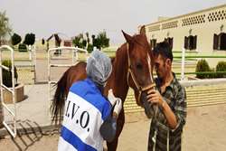 تست سرمی مشمشه در جمعیت اسب های شهرستان ابرکوه